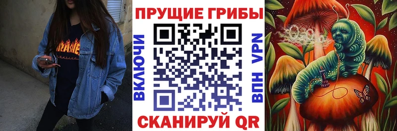 ссылка на мегу tor  Талица  Галлюциногенные грибы Psilocybe 
